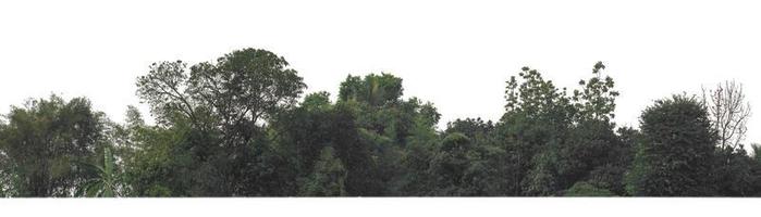 árboles verdes aislados en fondo blanco.son bosques y follaje en verano tanto para impresión como para páginas web con ruta de corte y canal alfa foto