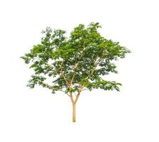 Tree that are isolated on a white background are suitable for both printing and web pages photo