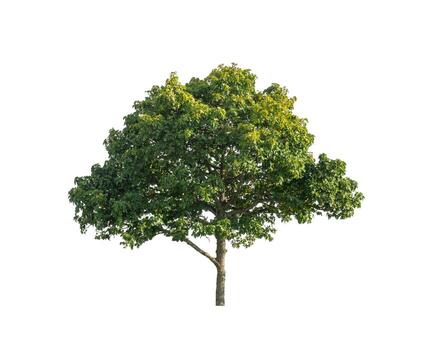 Tree that are isolated on a white background are suitable for both printing and web pages photo