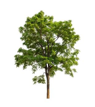 Tree that are isolated on a white background are suitable for both printing and web pages photo