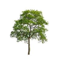 Tree that are isolated on a white background are suitable for both printing and web pages photo