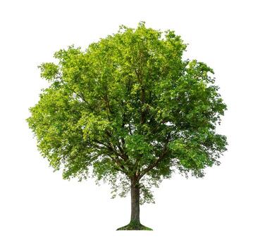 Tree that are isolated on a white background are suitable for both printing and web pages photo