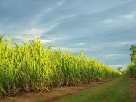 Sugarcane field at sunrise in Thailand photo