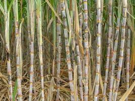 Sugarcane field at sunrise in Thailand photo