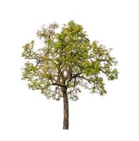 Tree that are isolated on a white background are suitable for both printing and web pages photo