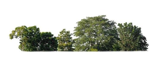 green trees isolated on white background. are forest and foliage in summer for both printing and web pages photo