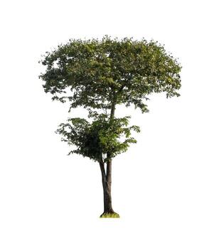 Tree that are isolated on a white background are suitable for both printing and web pages photo