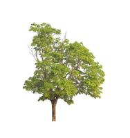 Tree that are isolated on a white background are suitable for both printing and web pages photo