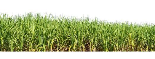 Sugar cane isolated on white background and cliping path photo