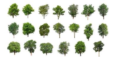 The collection of trees, Set of Isolated trees on white background photo