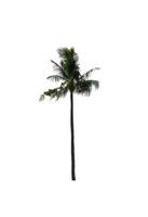 coconut tree isolated on white background with clipping path and alpha channel photo