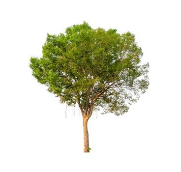 Tree that are isolated on a white background are suitable for both printing and web pages photo