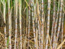 Sugarcane field at sunrise in Thailand photo