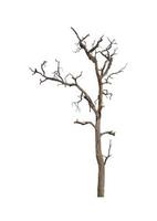 dead tree that are isolated on a white background are suitable for both printing and web pages photo