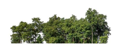 Forest and foliage in summer isolated on white background photo