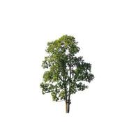 Tree that are isolated on a white background are suitable for both printing and web pages photo