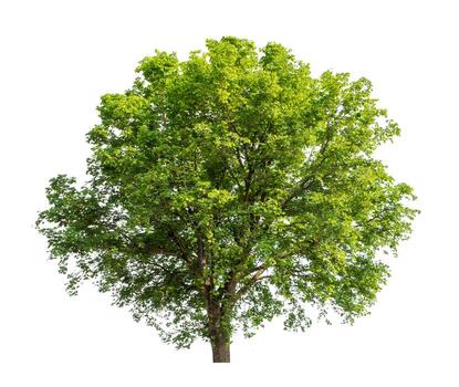 Tree that are isolated on a white background are suitable for both printing and web pages photo