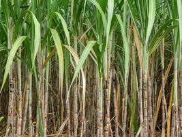 Sugarcane field at sunrise in Thailand photo