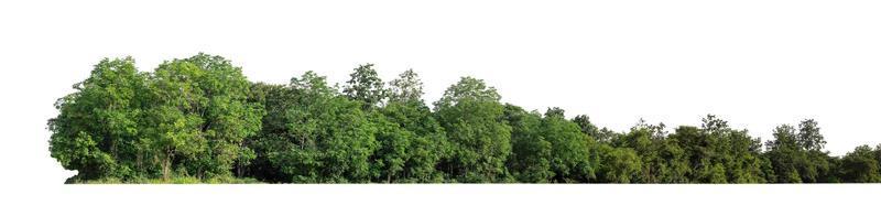 bosque y follaje en verano tanto para impresión como para páginas web aisladas en fondo blanco foto