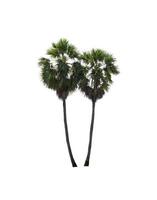 sugar palm that are isolated on a white background are suitable for both printing and web pages photo