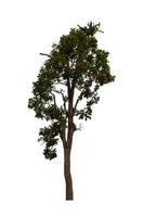 Tree that are isolated on a white background are suitable for both printing and web pages photo