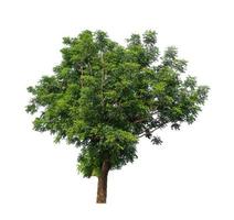 Tree that are isolated on a white background are suitable for both printing and web pages photo