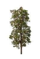 Tree that are isolated on a white background are suitable for both printing and web pages photo