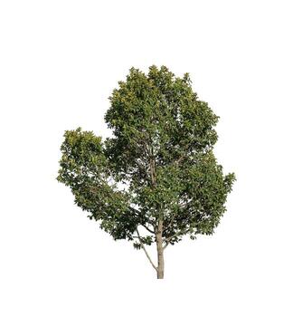 Tree that are isolated on a white background are suitable for both printing and web pages photo