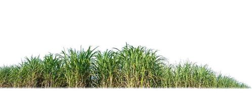 Sugar cane isolated on white background and cliping path photo