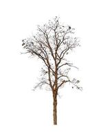 dead tree that are isolated on a white background are suitable for both printing and web pages photo