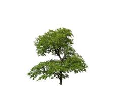 Tree that are isolated on a white background are suitable for both printing and web pages photo