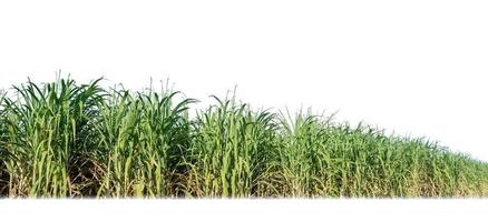 Sugar cane isolated on white background and cliping path photo