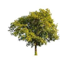 Tree that are isolated on a white background are suitable for both printing and web pages photo