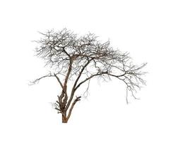 los árboles muertos que están aislados en un fondo blanco son adecuados tanto para la impresión como para las páginas web foto