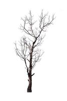 dead tree that are isolated on a white background are suitable for both printing and web pages photo