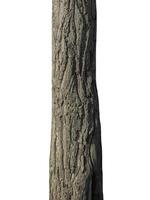 Trunk of a Tree Isolated On White Background photo