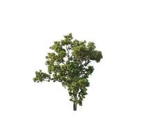 Tree that are isolated on a white background are suitable for both printing and web pages photo