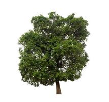 Tree that are isolated on a white background are suitable for both printing and web pages photo