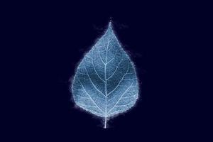 One frozen icy poplar tree leaf isolated on dark blue background, blue ice covered effect on leaf photo