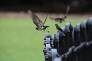 Pacific swallow in a garden photo