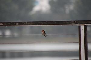 Pacific swallow in a garden photo