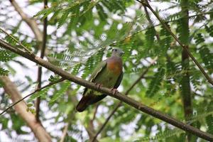 Pink necked green pigeon photo