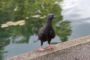 paloma bravía en un parque foto