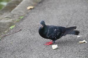 Rock dove in a park photo