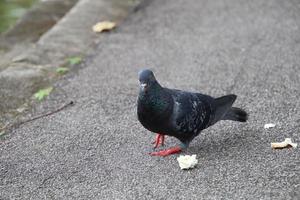 Rock dove in a park photo