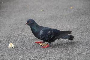 Rock dove in a park photo