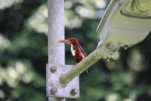 White Throated Kingfisher photo