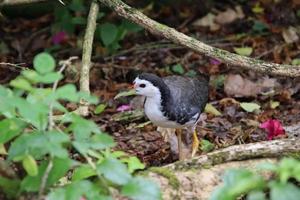 White breasted waterhen photo