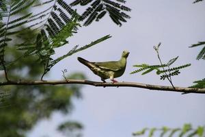 Pink necked green pigeon photo