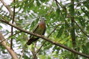 Pink necked green pigeon photo